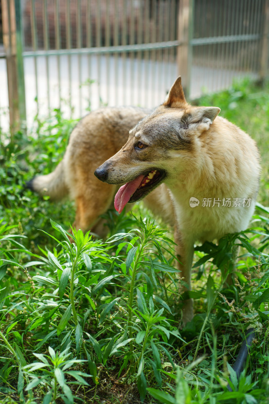 户外的狼狗