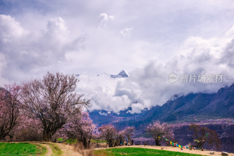 西藏林芝桃花园