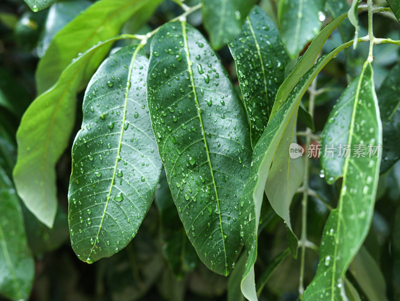 春天绿色的树叶叶子和上面的雨滴水滴露水