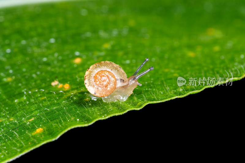 带水珠绿叶上有一只可爱的小蜗牛