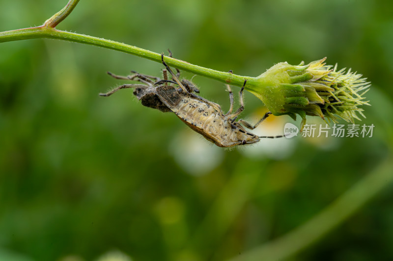 草丛中以花蜜为食的昆虫