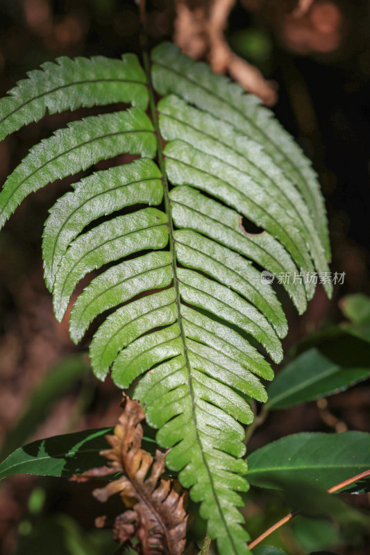 绿色蕨类植物叶片特写