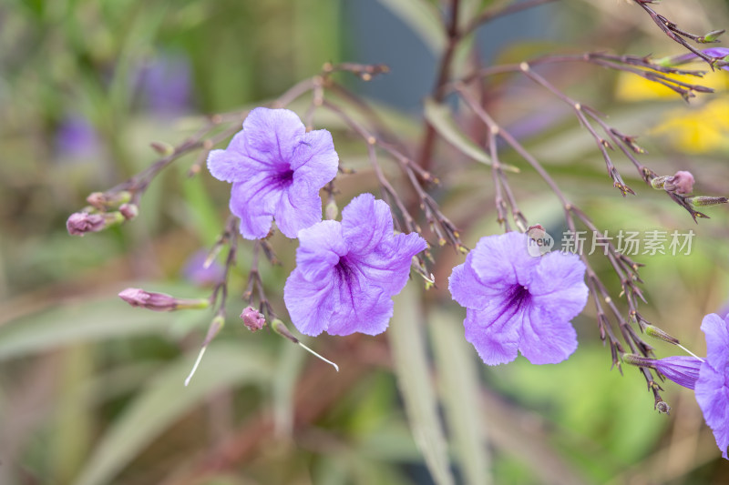 翠芦莉花朵特写