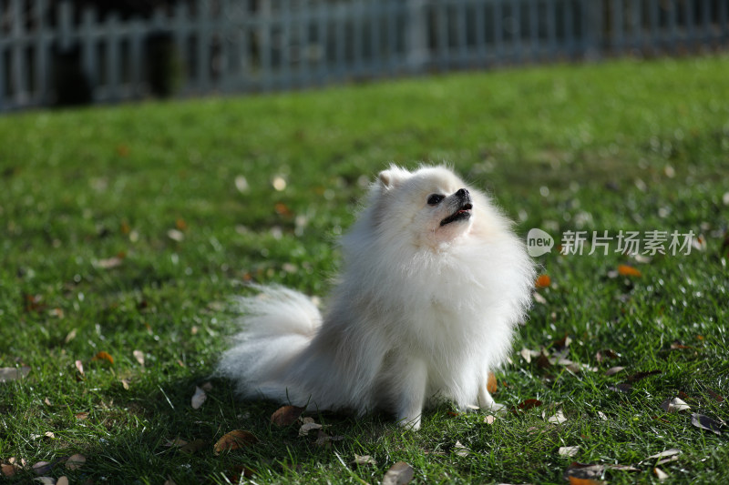 坐在草地上的白色博美犬