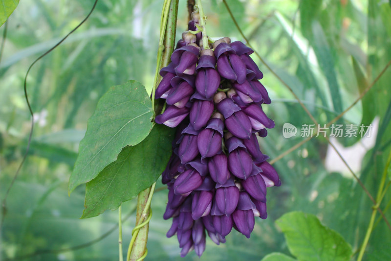 植物园里的紫色禾雀花（褶皮黧豆）