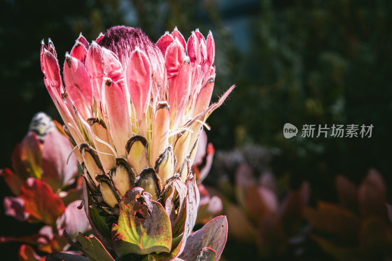 帝王花 山龙眼科帝王花属多年生常绿灌木植