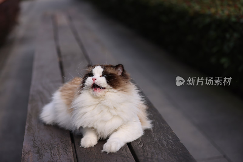 一只在公园长椅上玩耍的布偶猫