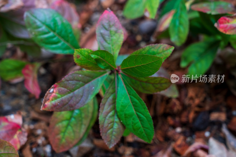 中药材报春花科植物紫金牛