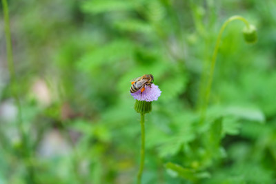 蜜蜂采蜜