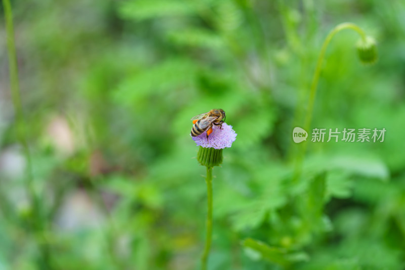 蜜蜂采蜜