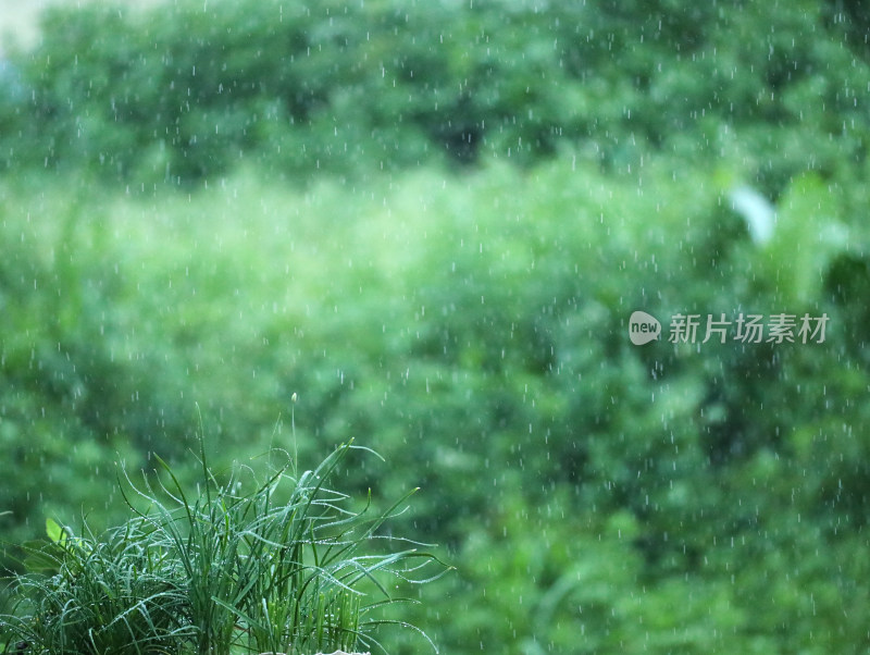 下雨天中的雨丝和绿色植物自然风景的背景图