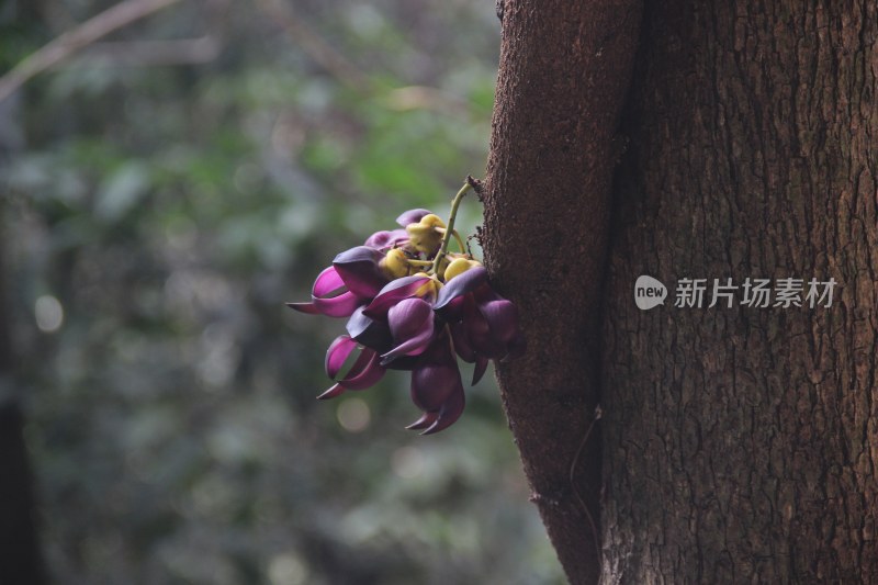 广东东莞：紫色禾雀花