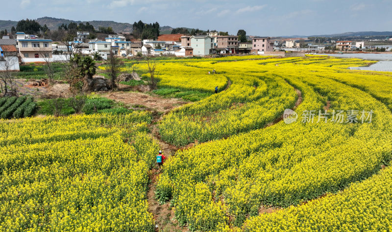 油菜花绘就田园美景