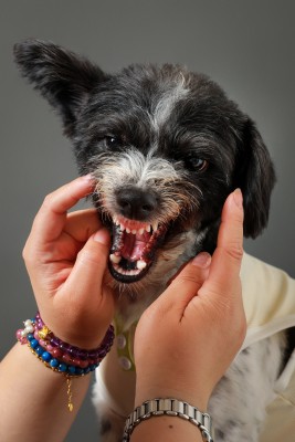 特写棚内拍摄动物宠物狗犬