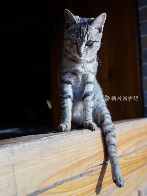 木台上的狸花猫神情专注侧头看向前方