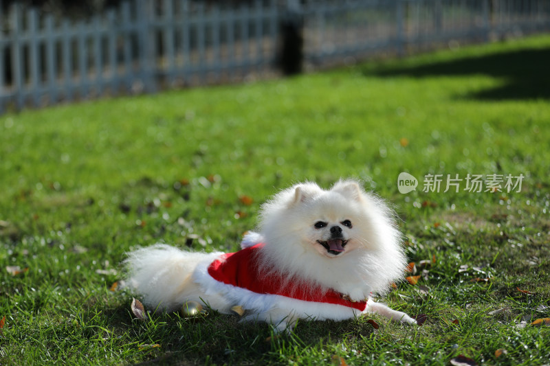趴在草地上穿红色衣服的白色博美犬