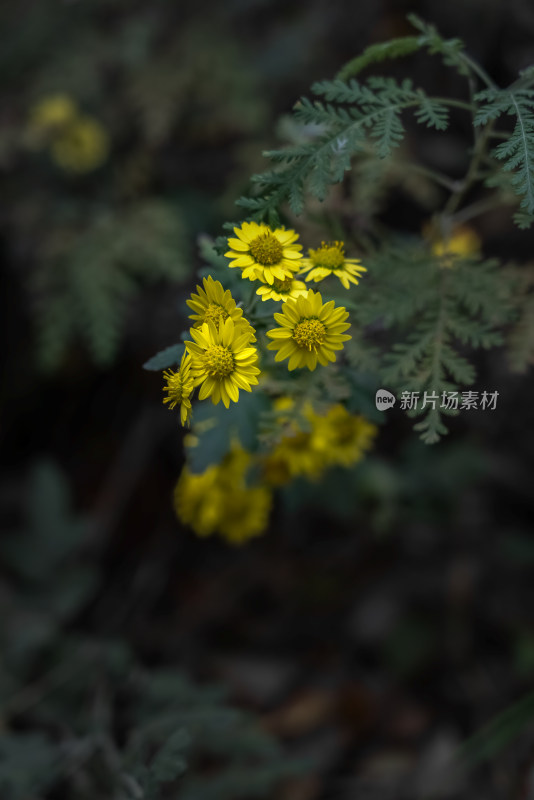 秋天霜降野外菊花