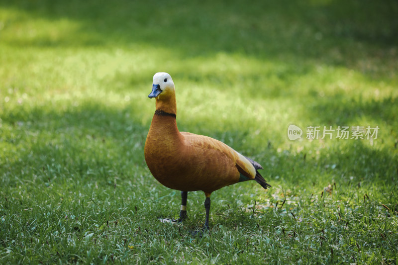 麻鸭绿色绿地