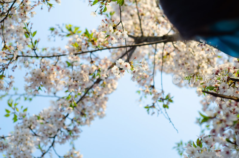 树枝樱花