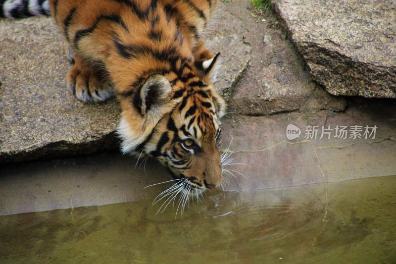 野生动物老虎食肉动物狩猎者