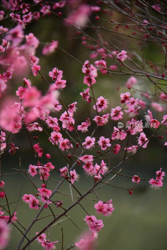 春天红色的梅花