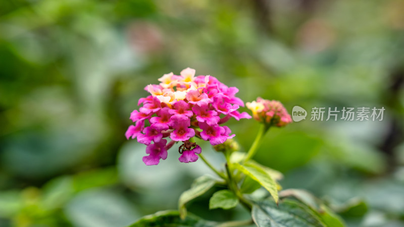 马缨丹开花特写