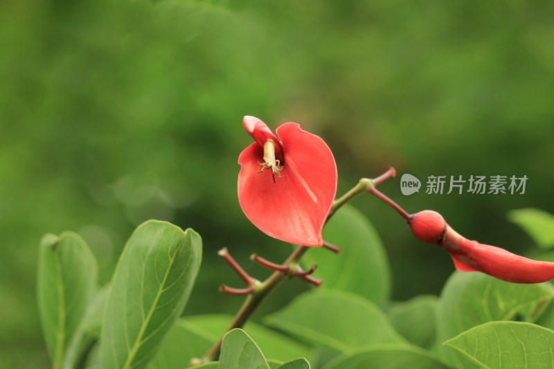 鸡冠刺桐,冠刺桐,海红豆,象牙红,象牙花