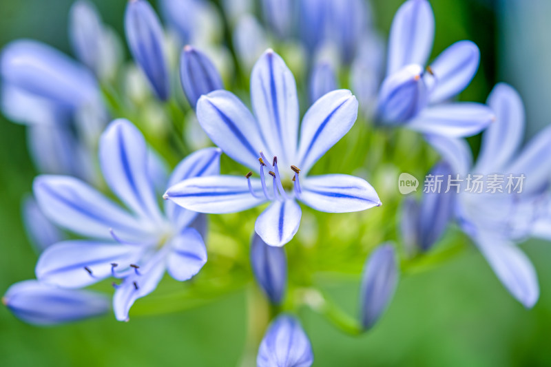 植物百子莲开花特写