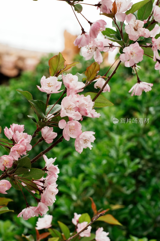 北京北海公园樱花