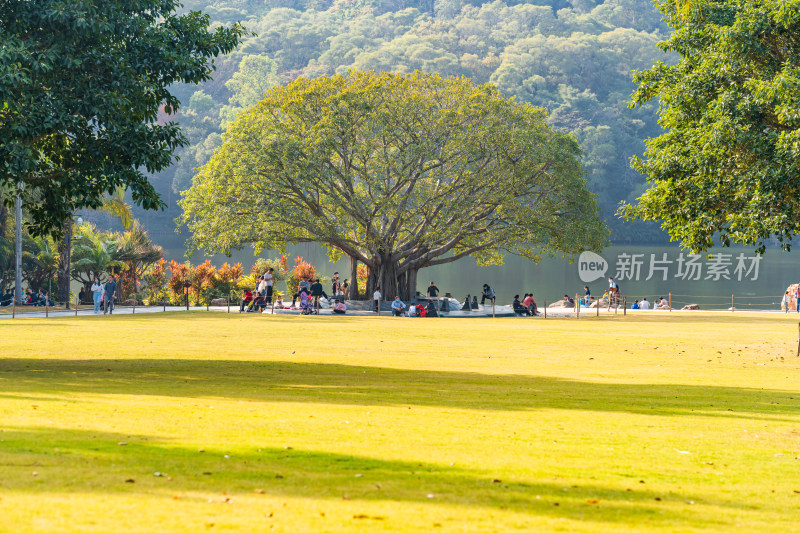 广东省深圳市仙湖植物园自然风光观景台