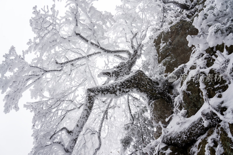 冬季大雪树木雾凇雪挂