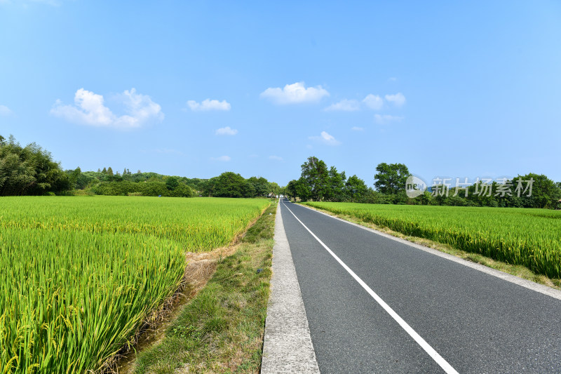 田园风光田间小路