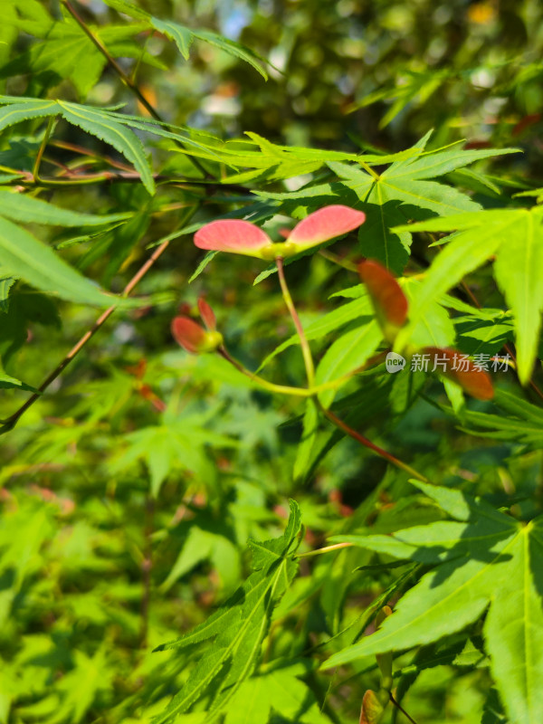 绿叶中长着粉色叶片的植物