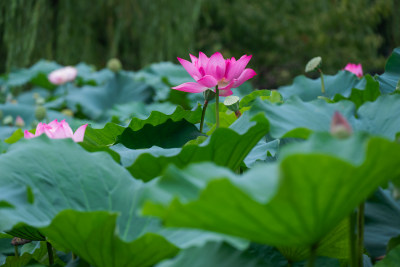 夏日荷花