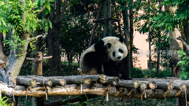 四川成都大熊猫繁育研究基地里的熊猫