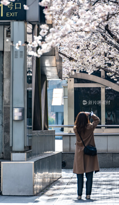 上海樱花季春天景观