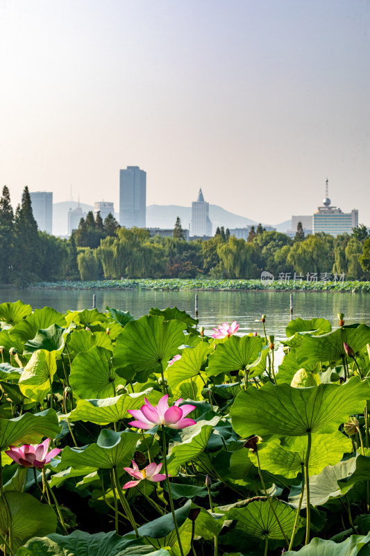 山东济南大明湖风景区夏日荷花景点景观