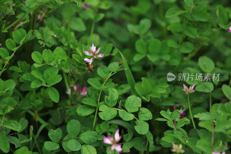 花海紫云英 花草子