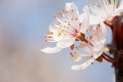 唯美花朵特写