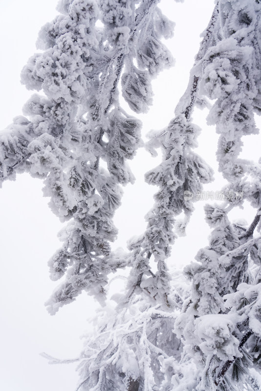 冬季大雪树木雾凇雪挂