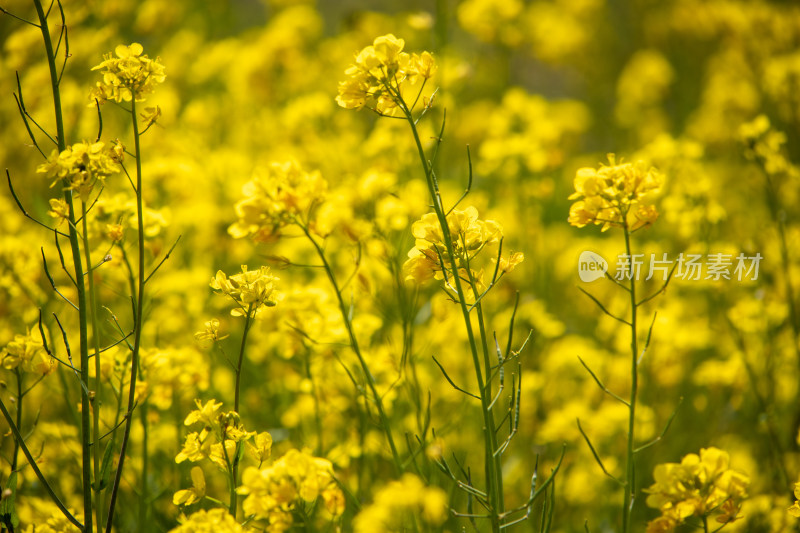 春天野外金灿灿的油菜花田金黄色花海