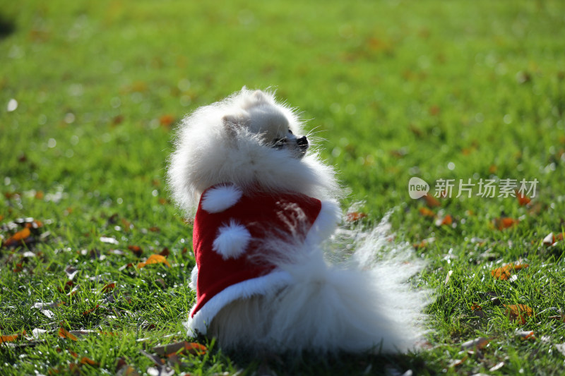坐在草地上穿红色衣服的白色博美犬背影