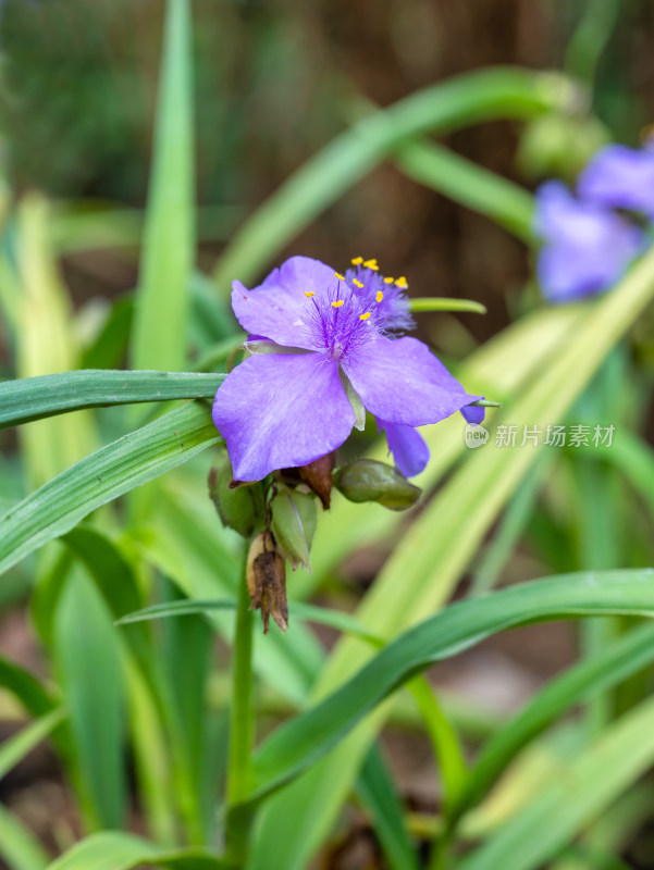 春天的紫露草开花特写