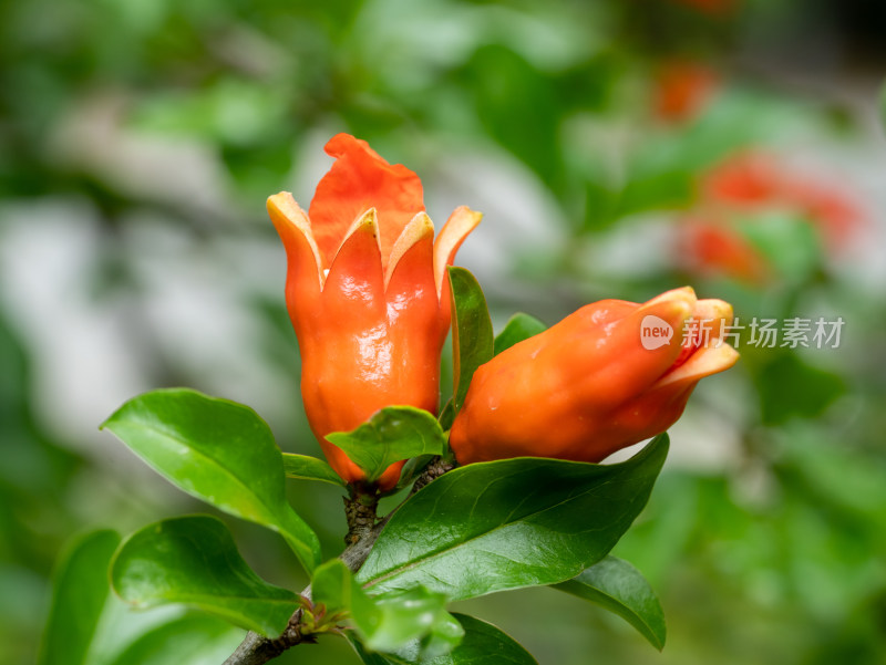 春天的石榴花开特写