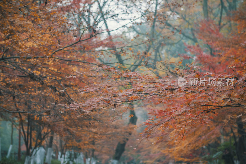 浙江杭州九溪烟树景区-秋天变红的枫叶