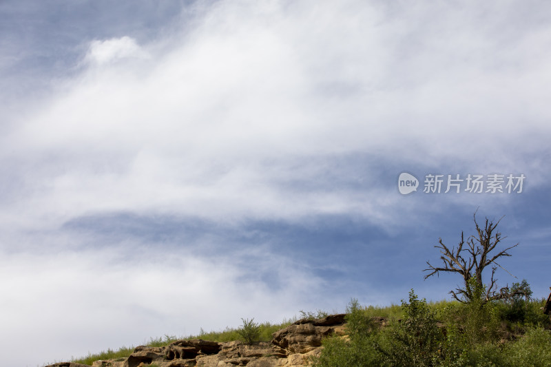 榆林红石峡风景一棵古树蓝天白云