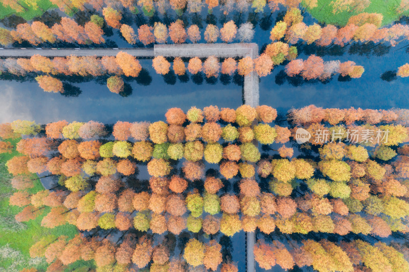 上海青浦青西郊野森林公园秋天水杉航拍风光