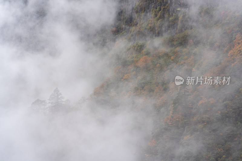 四川瓦屋山秋天雾中的彩林