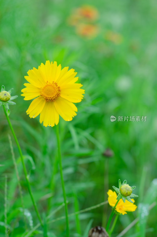 一朵黄色的剑叶金鸡菊特写