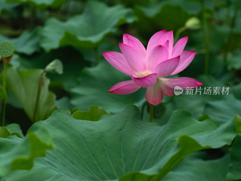 夏季荷塘粉红色莲花盛开